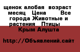 щенок алобая .возраст 1 месяц › Цена ­ 7 - Все города Животные и растения » Птицы   . Крым,Алушта